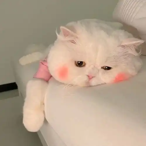 我的cp有点奇怪
