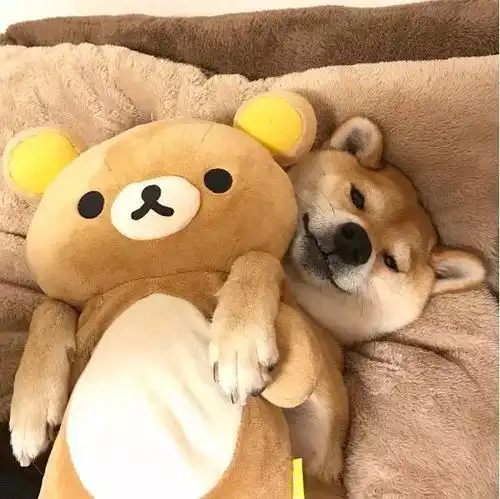 小心柴犬,有毒
