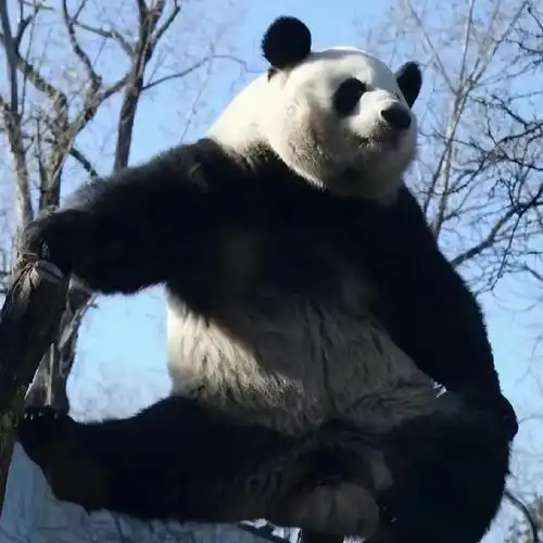 大熊猫智商高的证据萌兰越狱,渝爱识数,金虎和奶妈唠嗑网易订阅
