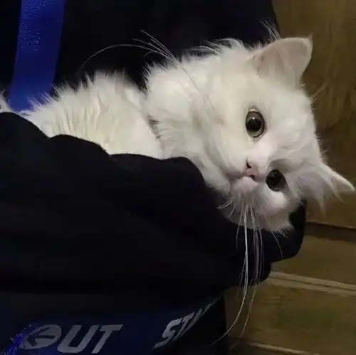 love头像我也不想可爱呀可是我是猫猫耶
