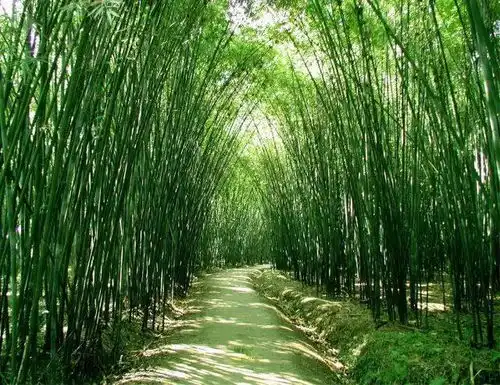 青神绝美竹编文化
