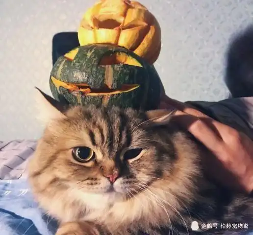 拥有一只回头率高的猫还能在电影热映之后cosplay一下神奇动物
