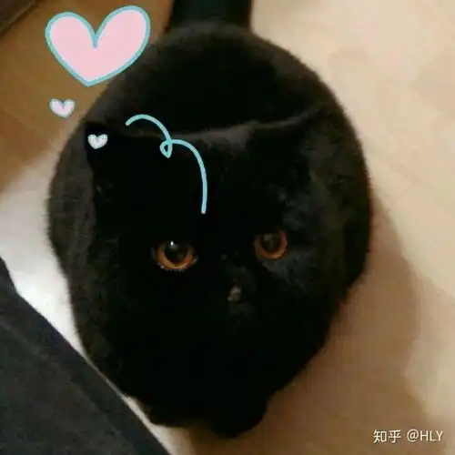 我想问下,这个黑猫是情头吗,如果有,另外一个是什么样子的
