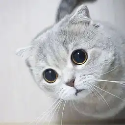大家好,我是猫猫博主的克里斯
