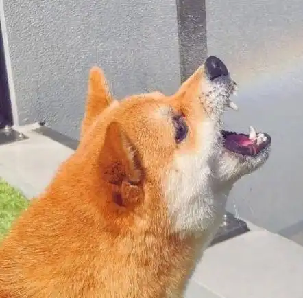 柴犬竟要吃掉彩虹亲吻彩虹不更好吗网友碰上彩虹,吃定彩虹
