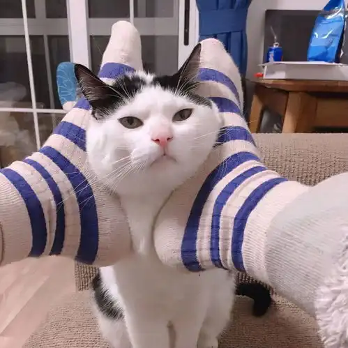 猫咪为什么更愿意亲近女生这几个原因,让男主人不得不服
