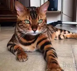 治愈系可爱喵星人大合集撸猫的感觉让人无法自拔
