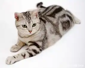 养猫,打是最没用的教育方式,真正有效的方式在下面
