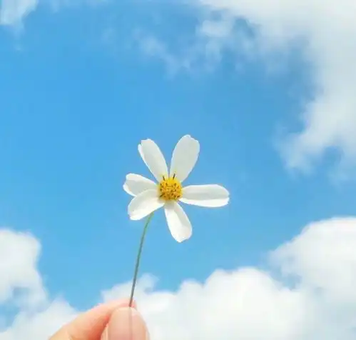 美好的清晨句子,干净走心,拿去发朋友圈
