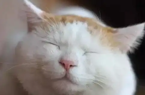 爱猫的男人性格有什么缺陷么
