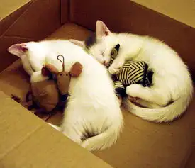 你知道猫牛磺酸吗猫咪补充牛磺酸好处多
