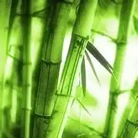 竹子头像图片唯美图片大全微信头像图片大全
