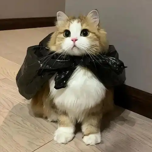 wechat搞怪猫咪头像
