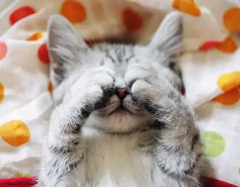 猫一吃饭就哭,是因为我给的猫粮太难吃吗
