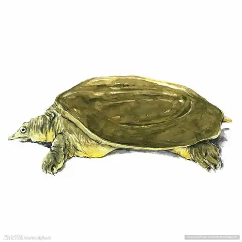 水彩简约绘画甲鱼设计图海洋生物
