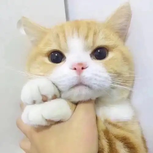 这是什么猫呀
