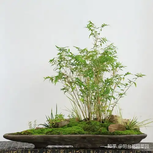 家里养5种吉祥竹,富贵不俗,好日子节节高升
