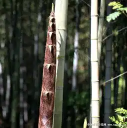 山里的笋
