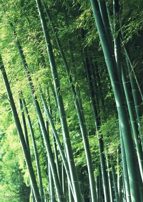 斗竹
