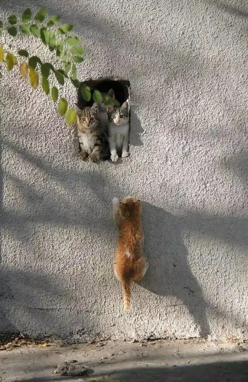 一组来自喵星人的写真
