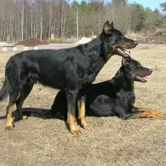 狼犬
