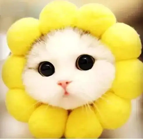 卖家秀与买家秀的区别,全在于你的猫
