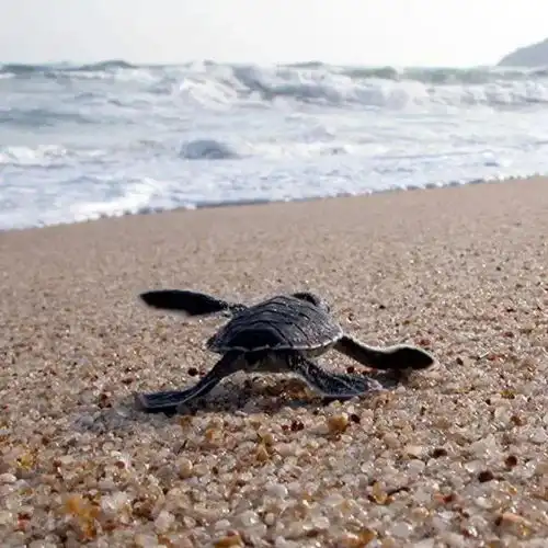 海洋科普绿海龟
