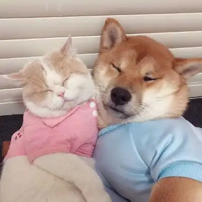 甜甜的狗猫合照情头
