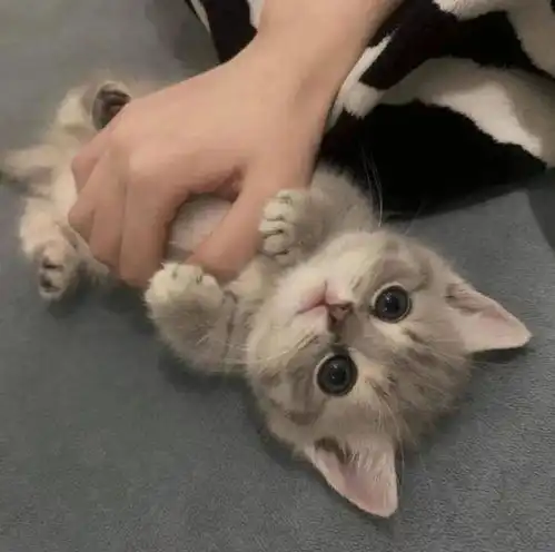 一组治愈系的小奶猫图片,每一张都萌化了
