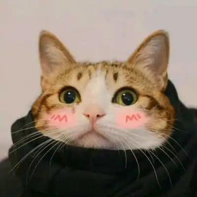 猫的情侣头像一左一右一对两张不带人猫咪情侣头像
